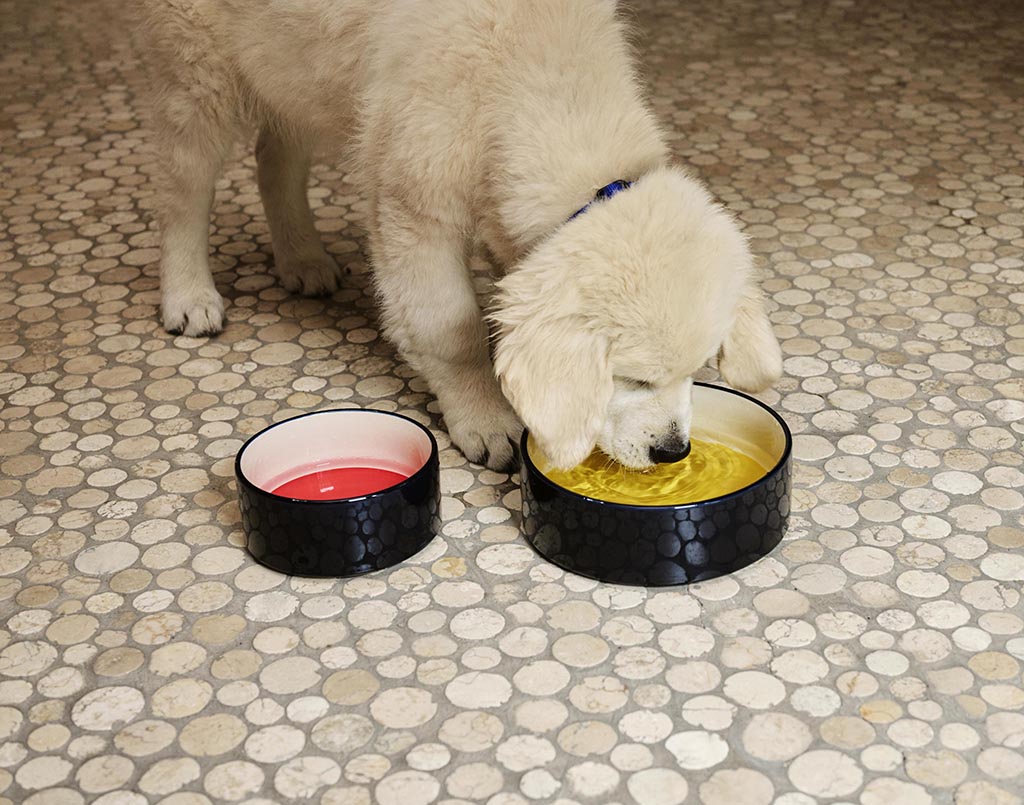 HAY Dogs Bowl Small - Red/Blue