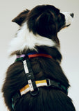 Ham HAY Dogs Mediu - Multicolor