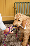 Lesa impletita HAY Dogs - Red/ blue