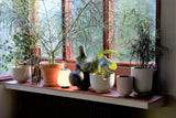 Ghiveci Collect Planter SC72 - Silver