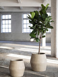 Ghiveci Earth L Brown