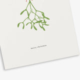 Greeting Card - Mistletoe