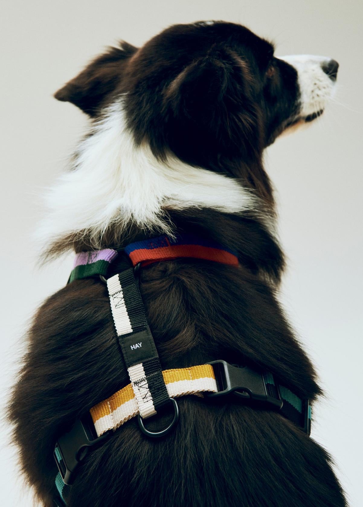 HAY Dogs Harness - Medium - Multi colour