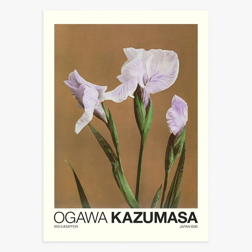 Poster Iris Kæmpferi by Ogawa Kazumasa