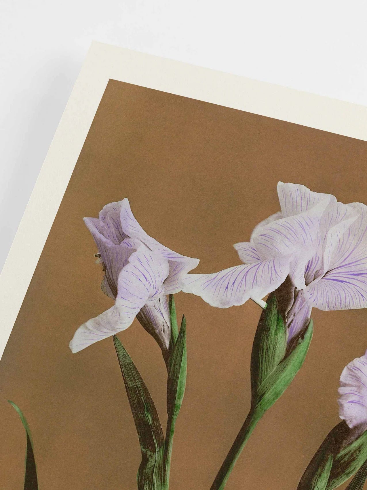 Poster Iris Kæmpferi by Ogawa Kazumasa